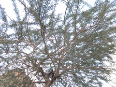 Vachellia tortilis raddiana