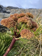 Aciphylla congesta