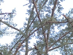 Vachellia tortilis raddiana
