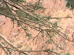 Vachellia tortilis raddiana