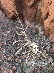Echinops glaberrimus