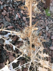 Echinops glaberrimus