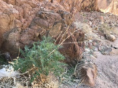 Echinops glaberrimus