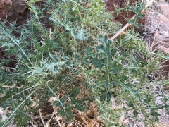 Echinops glaberrimus