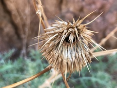 Echinops glaberrimus