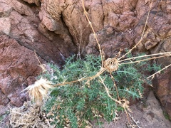Echinops glaberrimus