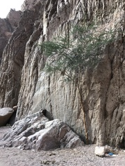 Vachellia tortilis raddiana