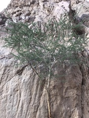 Vachellia tortilis raddiana