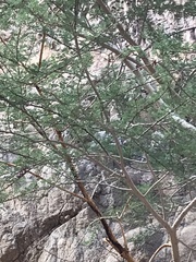 Vachellia tortilis raddiana