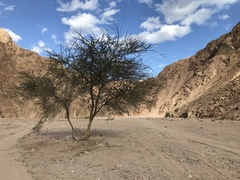Vachellia tortilis raddiana