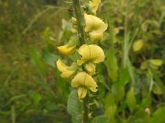 Crotalaria recta