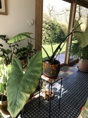 Alocasia zebrina