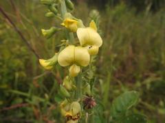 Crotalaria recta