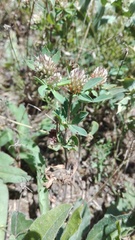 Trifolium bocconei