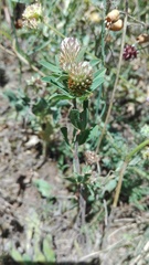 Trifolium bocconei