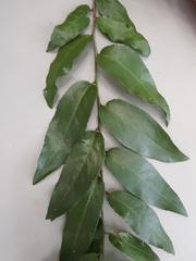 Maytenus peduncularis