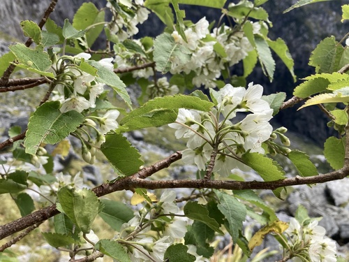 How to identify Hoheria glabrata Sprague & Summerh.