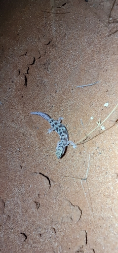 Eyre Basin Beaked Gecko, Rhynchoedura eyrensis