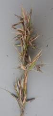 Cymbopogon nardus
