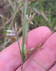Cyperus flavescens