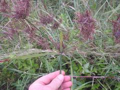 Cyperus keniensis