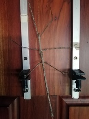 Bactrododema tiaratum