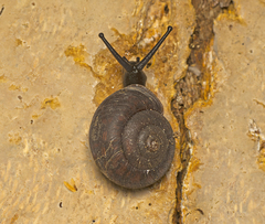 Ramogenia challengeri