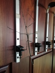 Bactrododema tiaratum