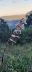 Gladiolus densiflorus