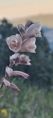 Gladiolus densiflorus