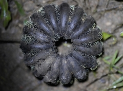 Stromatographium stromaticum