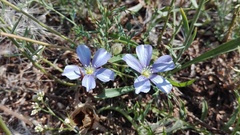 Linum leonii
