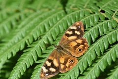 Heteronympha solandri