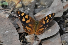 Heteronympha solandri