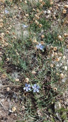 Linum leonii