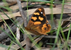 Heteronympha solandri