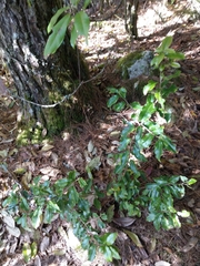 Ilex pedunculosa