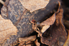 Ischnodemus sabuleti