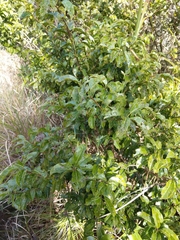 Ilex pedunculosa