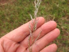 Eragrostis plana