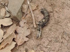 Vulpes vulpes crucigera