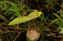 Sphodromantis lineola
