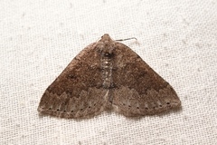 Aleucis distinctata