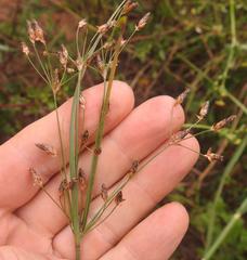 Fimbristylis dichotoma dichotoma