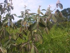 Flemingia grahamiana