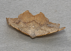 Epicompsa xanthocrossa