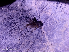 Gryllinae