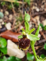 Ophrys sphegodes