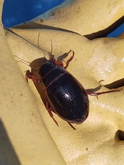 Dytiscus marginalis