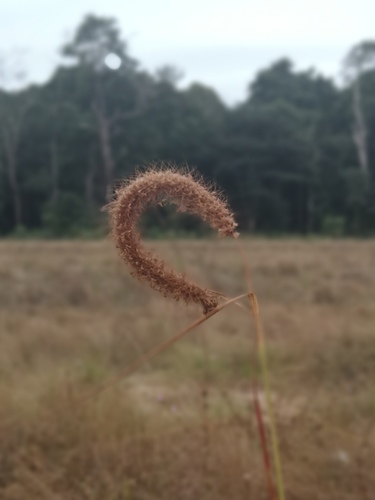 feathery pennisetum